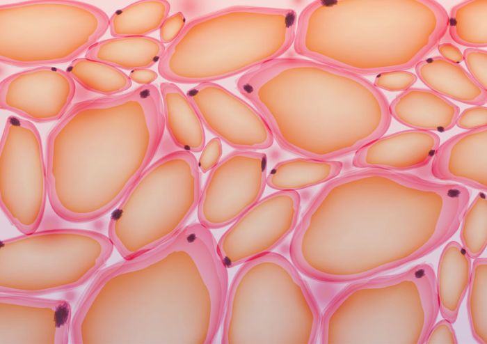 66715281 - adipose tissue, fat cells, adipocytes - vector illustration