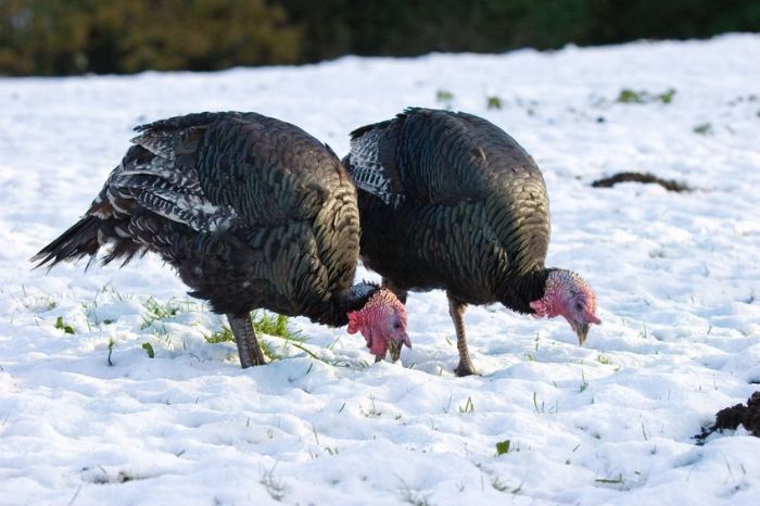 5880410 - bronze turkeys feeding in snowy field